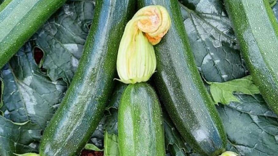 squash