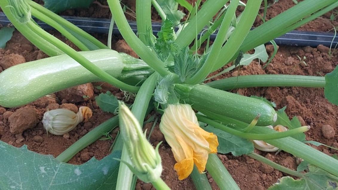 squash