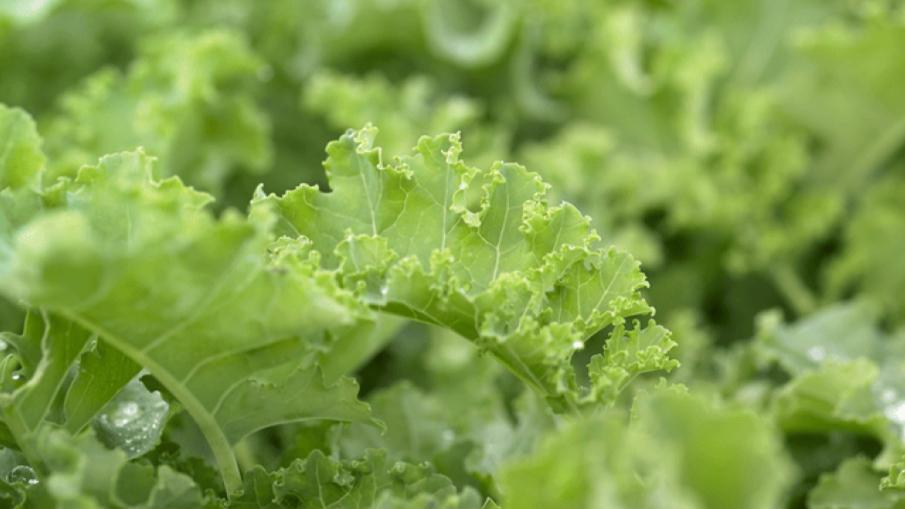 lettuce