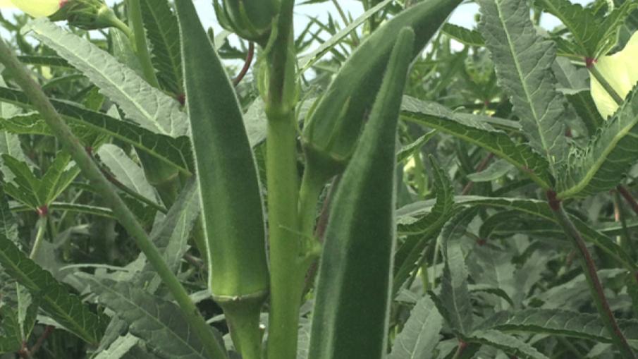 okra