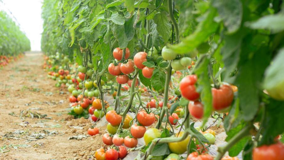 tomato
