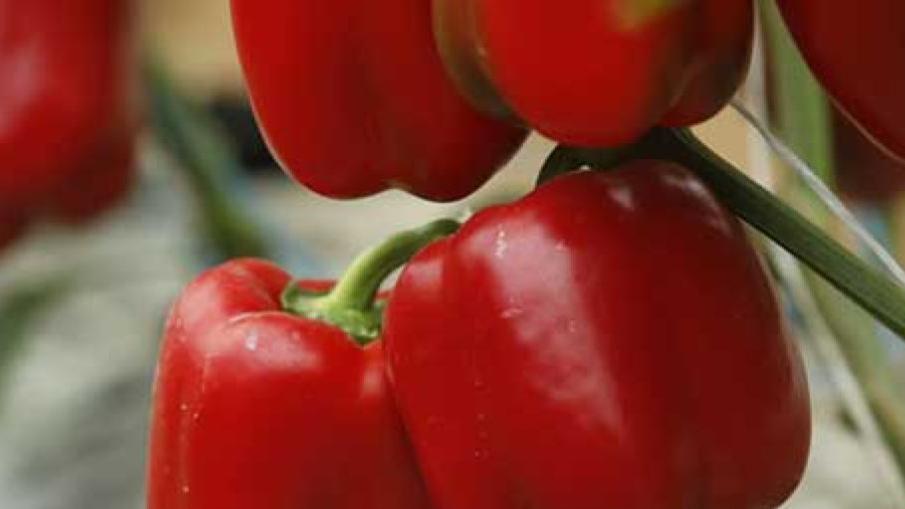 pepper