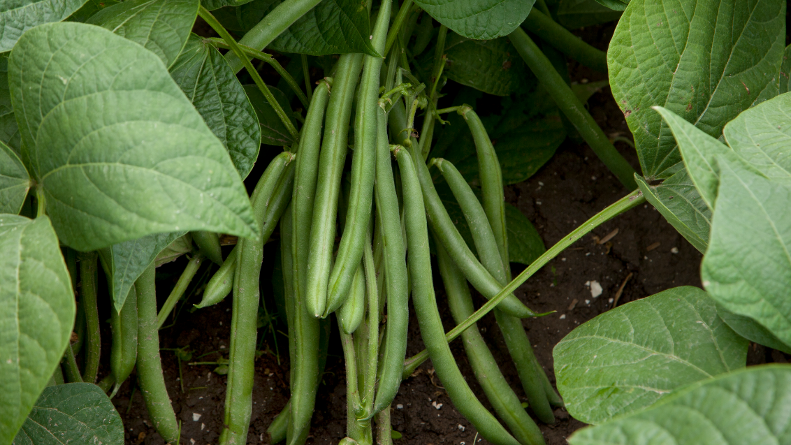 momentum bean image