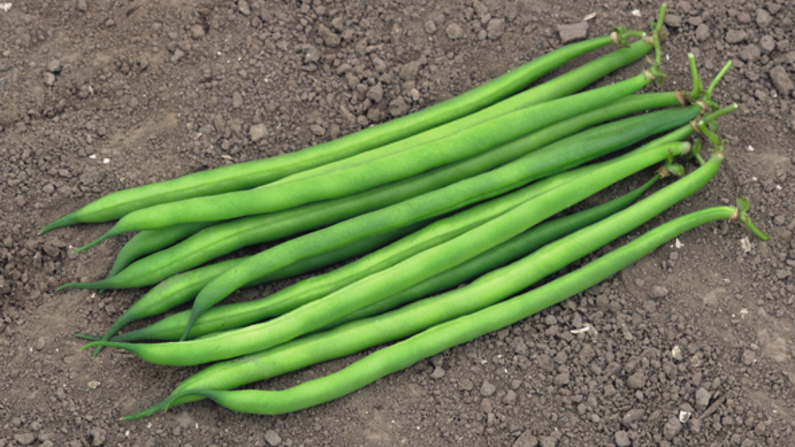 serengeti bean image