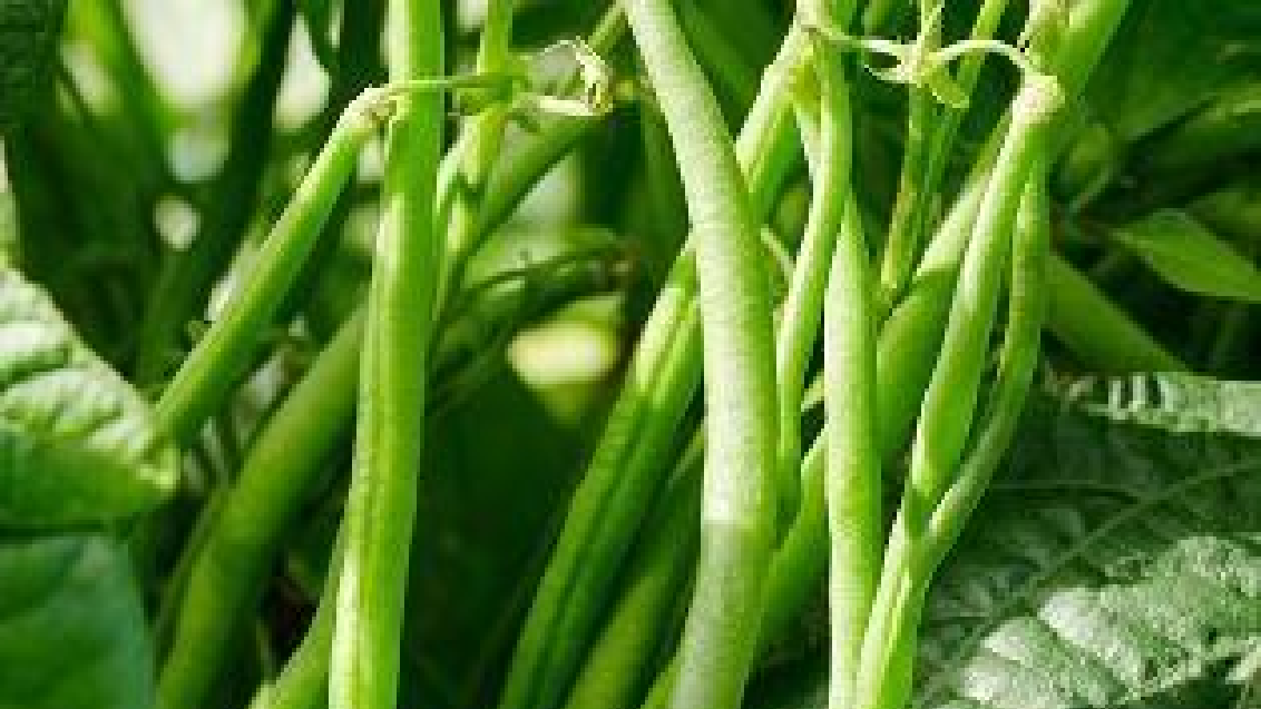 bean mirkon 