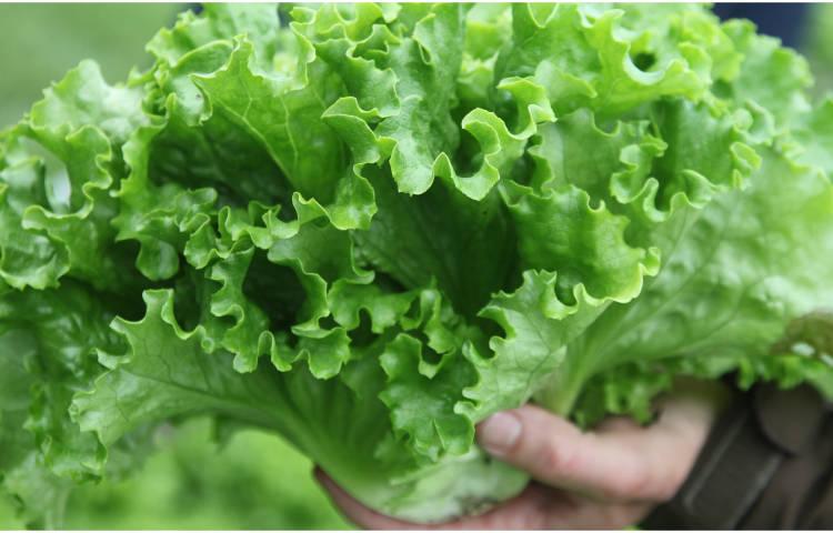 Hand holding a fresh green leaf lettuce close-up