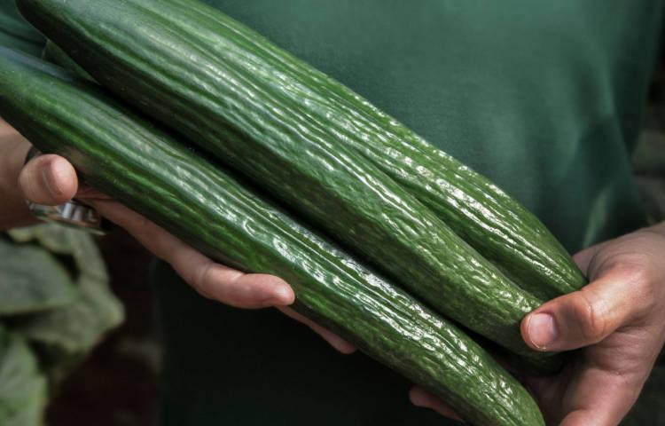 Hands holding three long green cucumbers against a dark green shirt