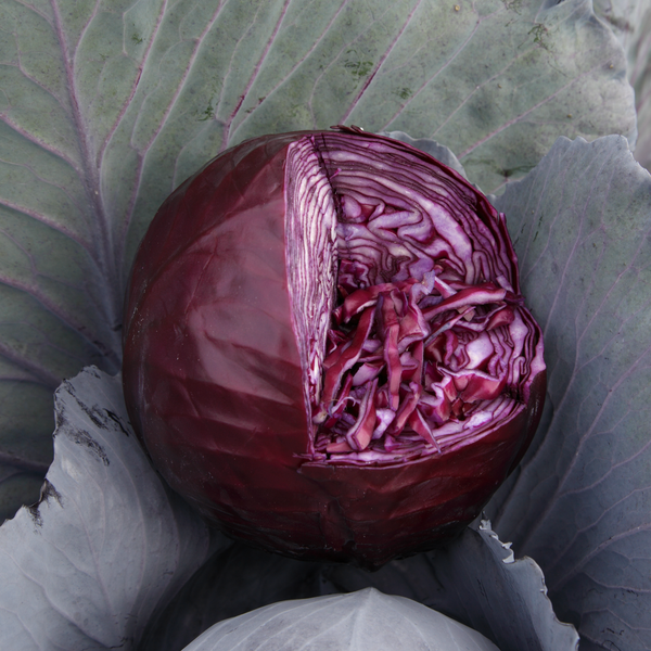 RESCUE Variety Chou rouge Semences potagères Syngenta France — free download