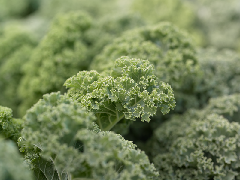 Left Less Varied PRIZM - Variety Borecole | Syngenta Vegetable Seeds US