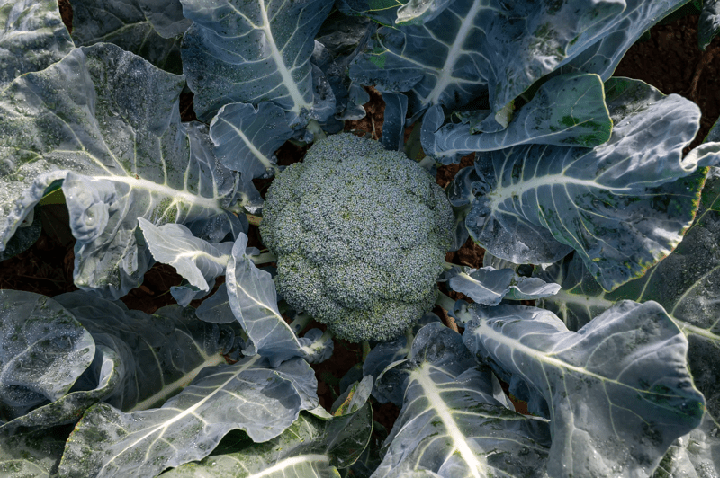 Left Less Varied TENGRI - Variety Broccoli | Syngenta Vegetable Seeds United Kingdom