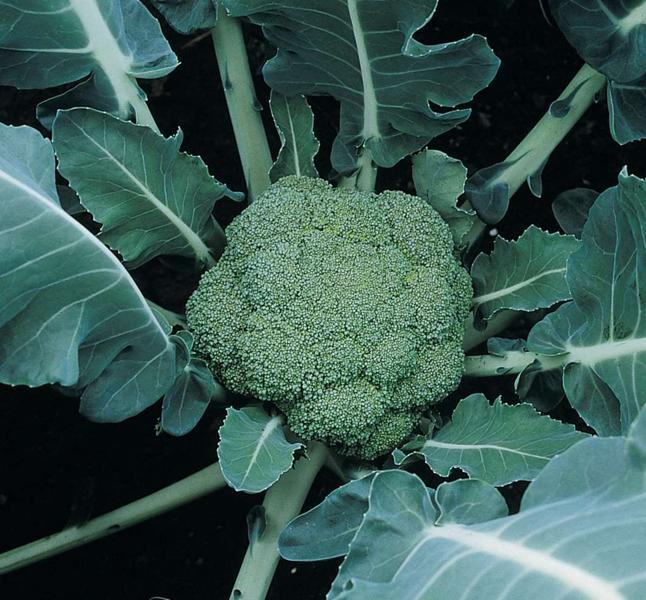 Left Less Varied MONTOP - Variety Broccoli | Syngenta Vegetable Seeds Zambia