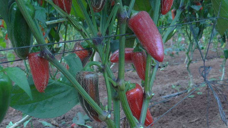 Compadre Pepper COMPADRE - Variety Pimiento | Syngenta Semillas de Vegetales Colombia