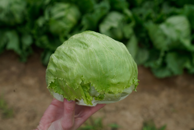 Left Less Varied ICE PARTY - Variety Lettuce | Syngenta Vegetable Seeds United Kingdom