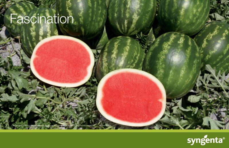 Left Less Varied FASCINATION - Variety Watermelon | Syngenta Vegetable Seeds