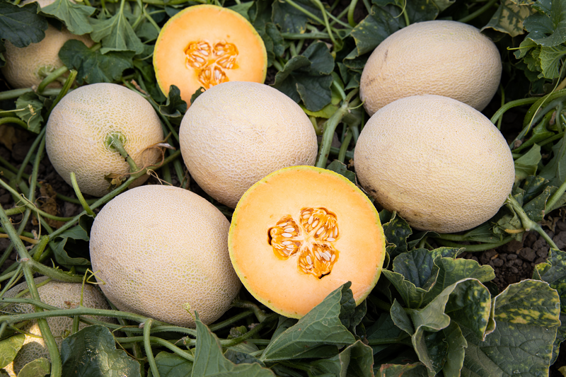 COLORSWEET - Variety Melón | Syngenta Semillas de Vegetales Honduras