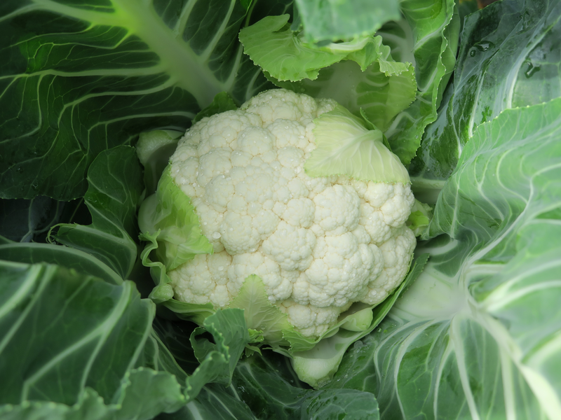 Left Less Varied CLEOZIL - Variety Cauliflower | Syngenta Vegetable Seeds United Kingdom
