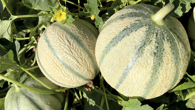 MC18584 - Variedad Melón | Syngenta Semillas de Hortícolas