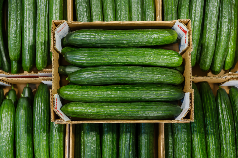 Left Less Varied SIRIANA - Variety Cucumber | Syngenta Vegetable Seeds US