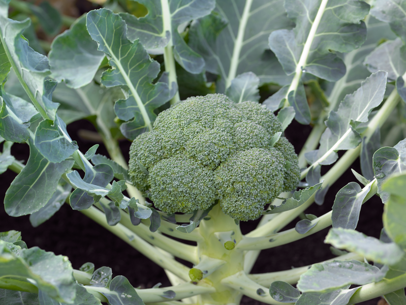 Left Less Varied MONACO - Variety Broccoli | Syngenta Vegetable Seeds United Kingdom