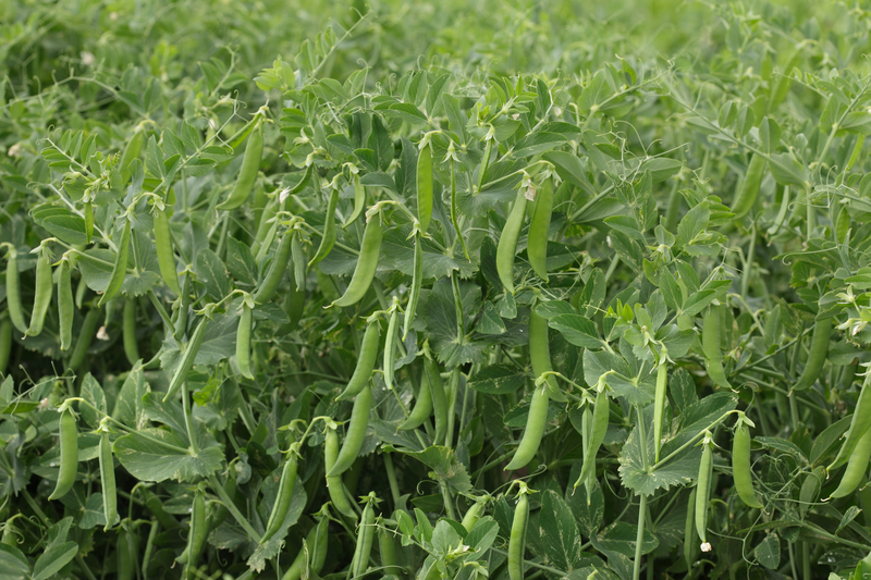 Left Less Varied GLORIVERT - Variety Pea | Syngenta Vegetable Seeds United Kingdom