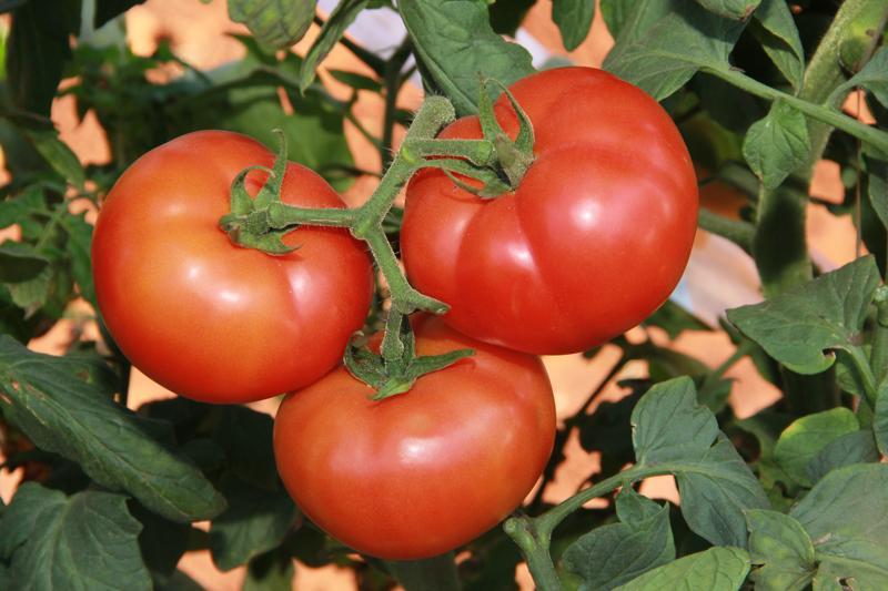 トップス TOMATO webimage-Dylla-213071-BR-01-