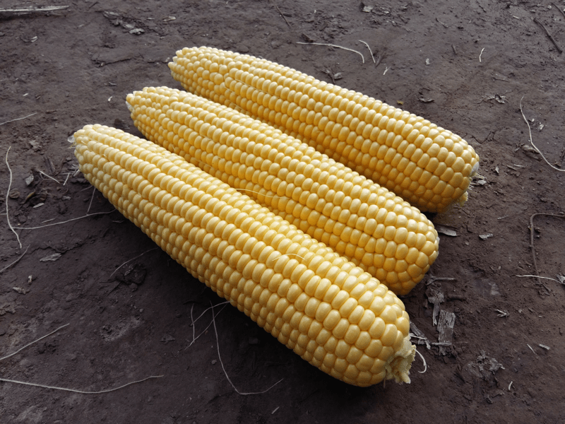 GSS3287 / OVERLAND - Variety Sweet Corn | Syngenta Vegetable Seeds