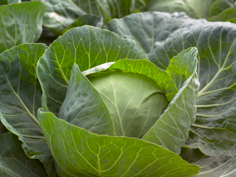 Left Less Varied GALLICAN - Variety White Cabbage | Syngenta Vegetable Seeds US