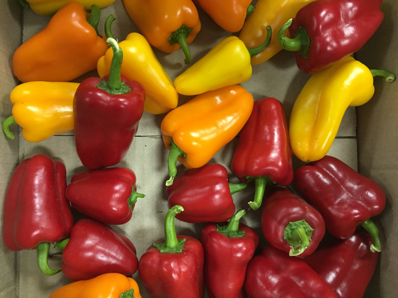Left Less Varied OWEN - Variety Pepper | Syngenta Vegetable Seeds Australia