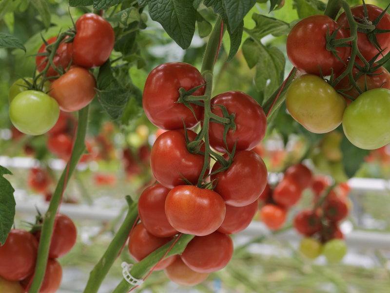 Left Less Varied CLOBOGO - Variety Tomato | Syngenta Vegetable Seeds Australia