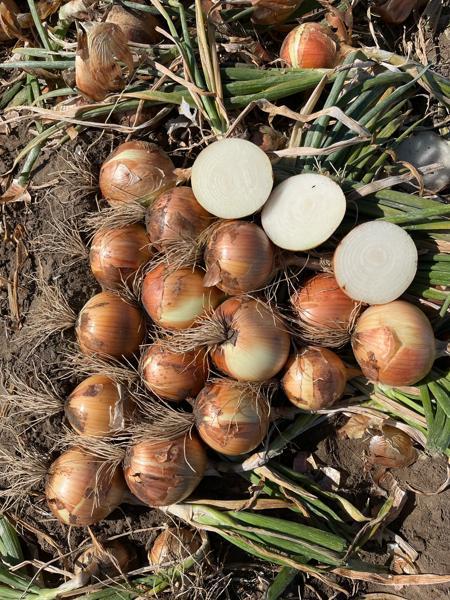 Left Less Varied ROUNDO - Variety Onion | Syngenta Vegetable Seeds US
