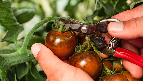 il camone tomatoes being picked