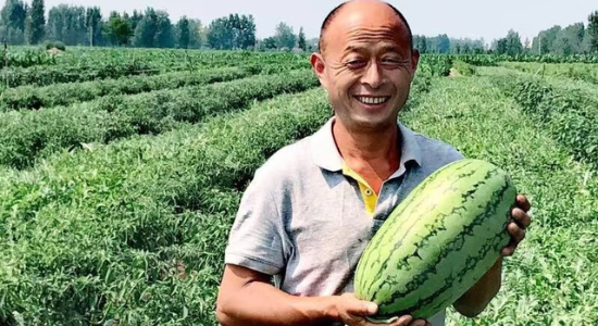 Syngenta Vegetables Good Growth Plan - Farmer in South East Asia with Watermelon