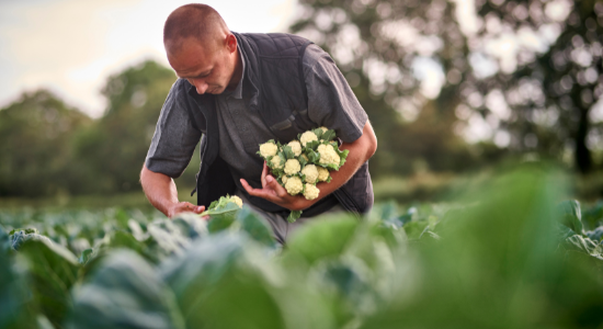 iStem Cauliflower - Man in Field Harvesting Cauliflower with an edible stem.