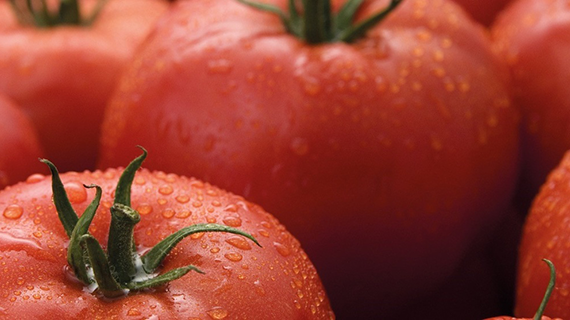 Syngenta ToBRFV Beefsteak Tomato