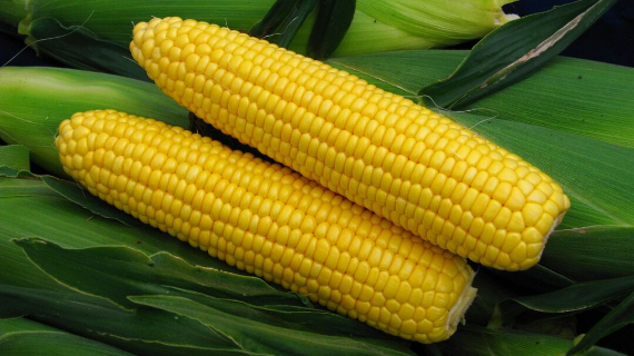 Processor Sweet Corn