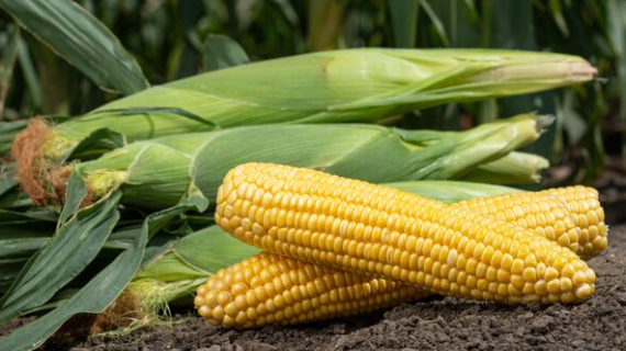 Commercial Sweet Corn