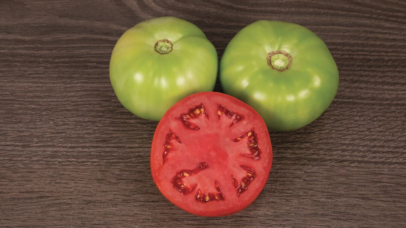 Eastern Tomato