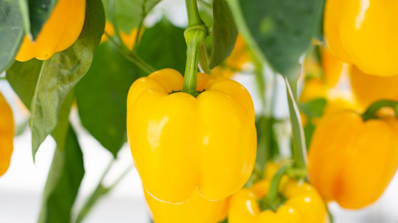 Active greenhouse pepper