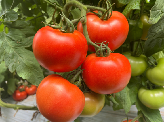 Syngenta offers an entire tomato portfolio.