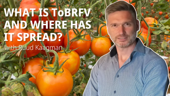Ruud Kaagman, Global Crop Unit Head Tomato, shares his insights.