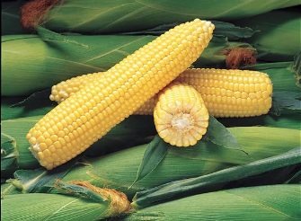 Sweet Corn, Temperate Japan