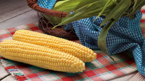 Sweet Corn (Commercial Fresh Market)