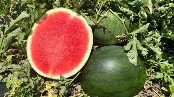 Seedless watermelon ANZ