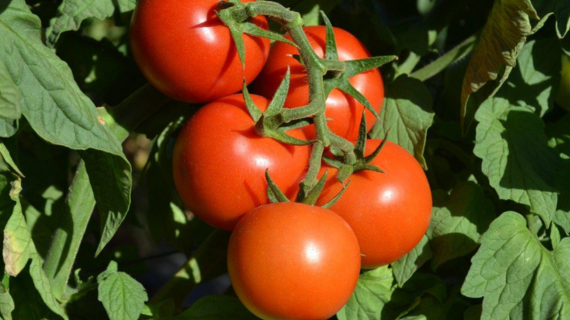 Tomato ANZ