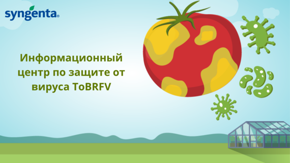 Информационный центр «Сингенты» по защите от вируса ToBRFV
