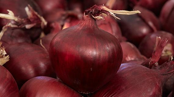 Uien Sorten Uien | Syngenta Groentezaden