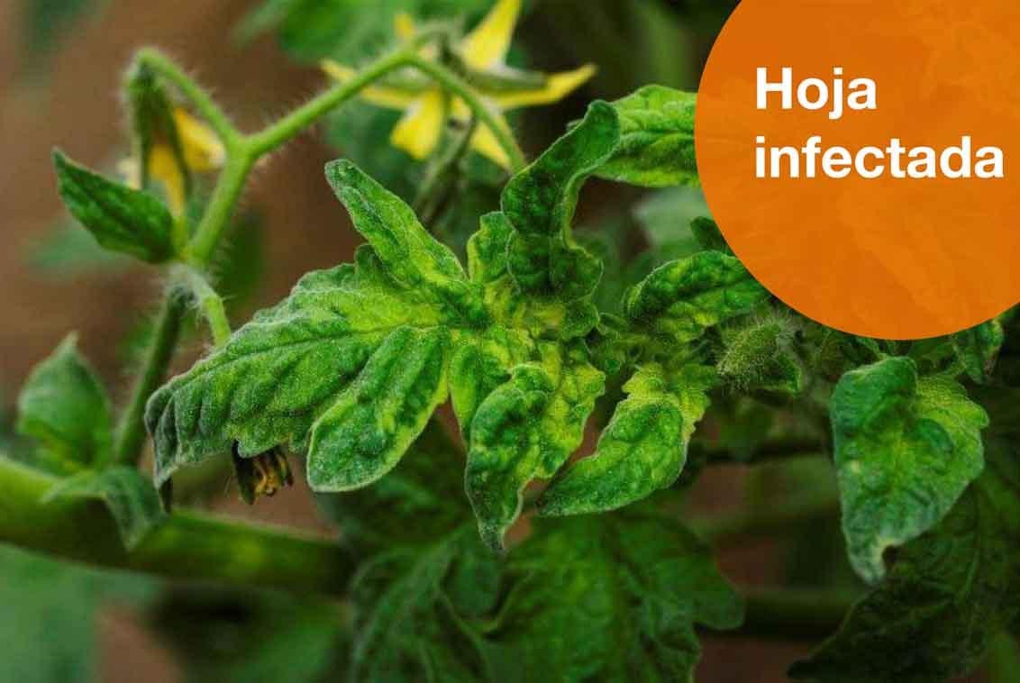 Hoja infectada de rugoso