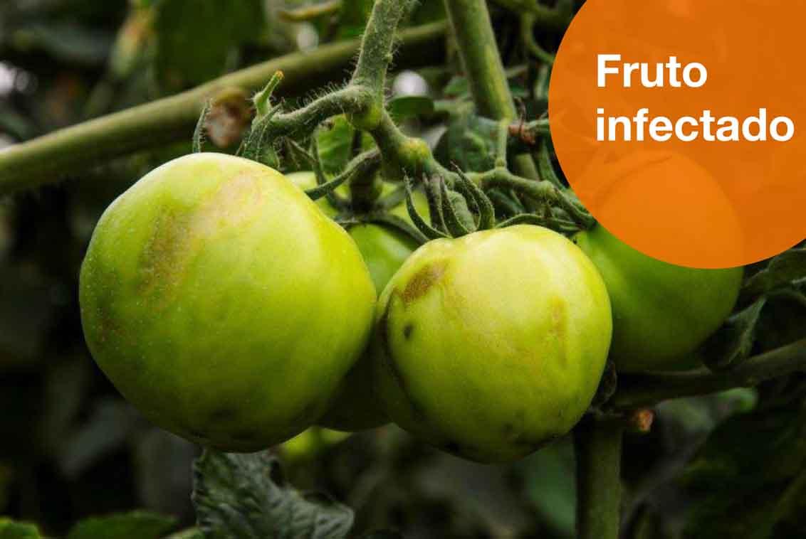 Fruto infectado de rugoso
