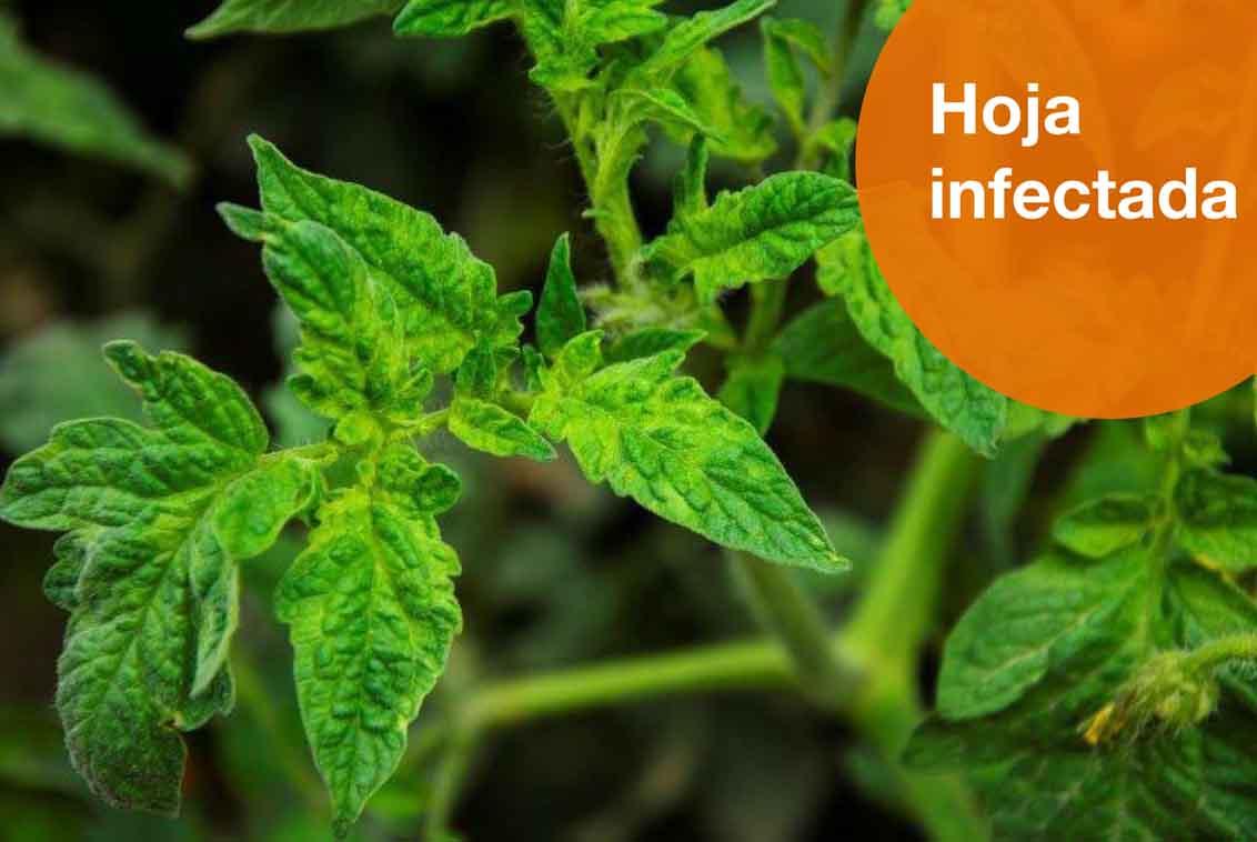 Hoja infectada de rugoso