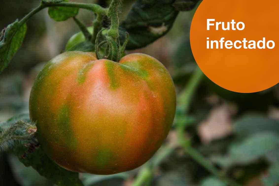 Fruto infectado de rugoso